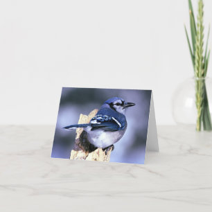 Blue Jay Bird Lovers Card