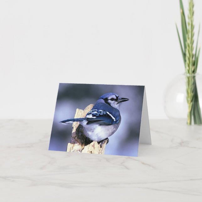 Blue Jay Bird Lovers Card (Front)