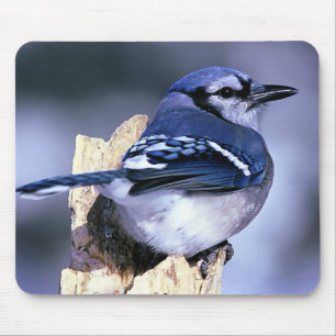 Blue Jay  Bird Lovers Mouse Pad