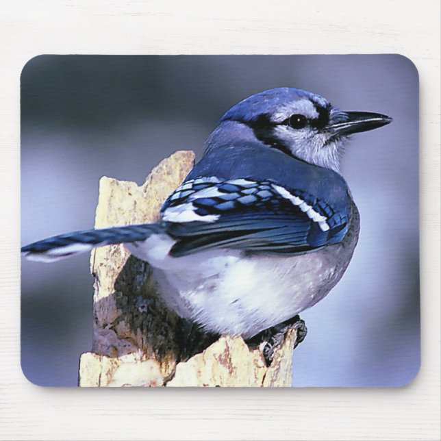 Blue Jay  Bird Lovers Mouse Pad (Front)