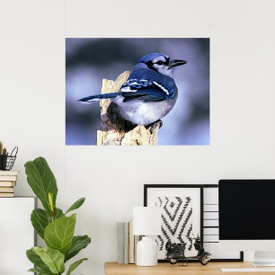 Blue Jay Bird Lovers Poster
