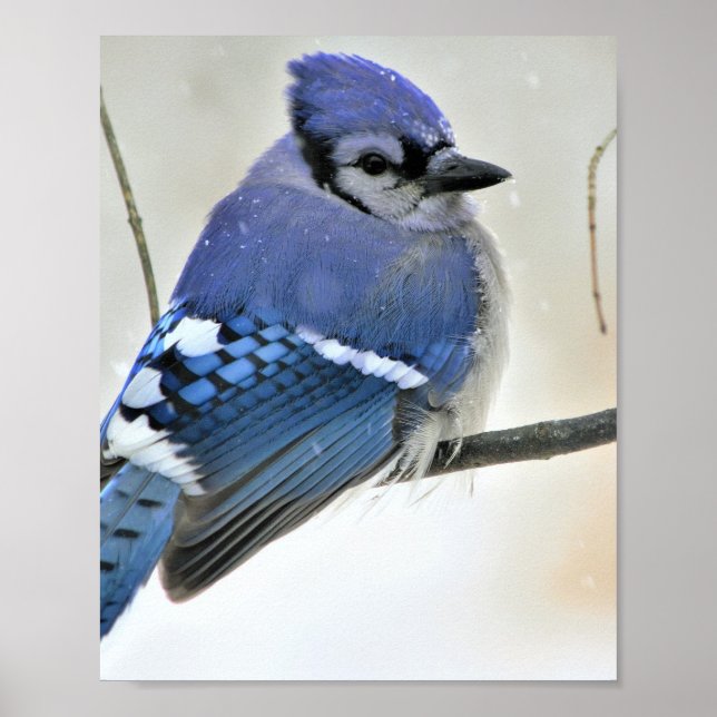 Blue Jay Bird Poster (Front)
