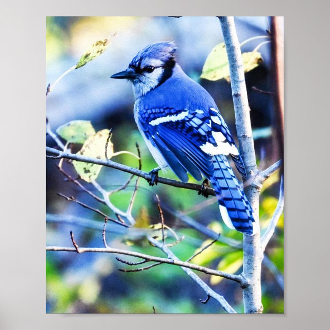 Blue Jay Bird Poster (Front)