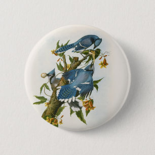 Blue Jay Button