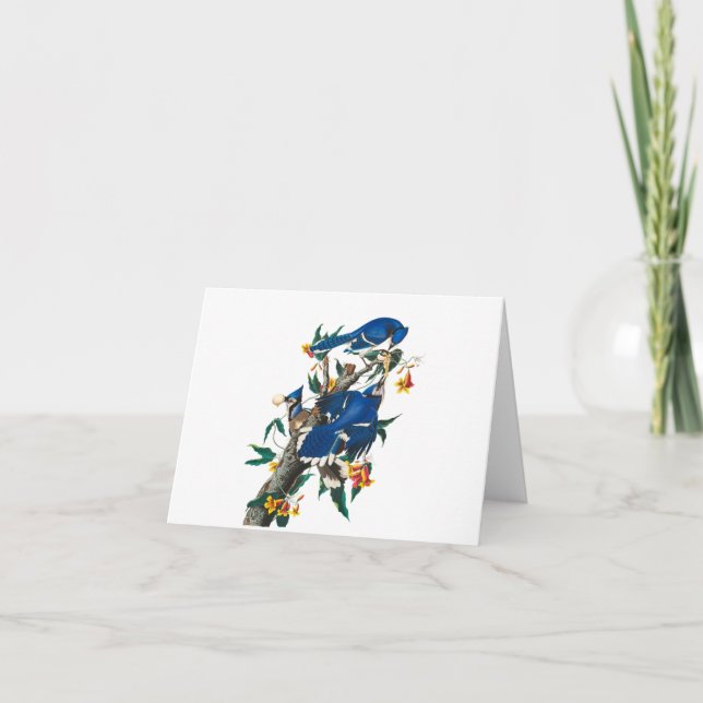 Blue Jay by John James Audubon Thank You Card (Front)