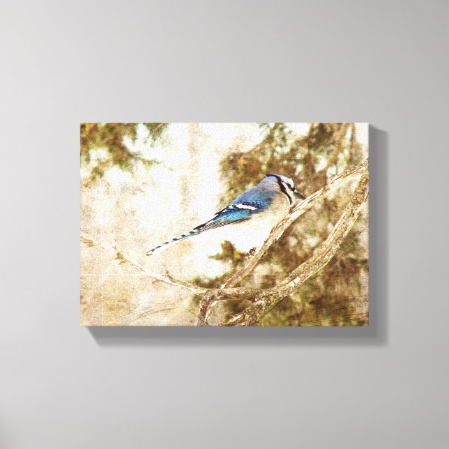 Blue Jay Canvas Print (Front)