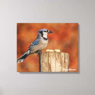 Blue Jay Canvas Print