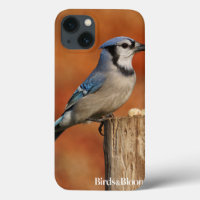 Blue Jay