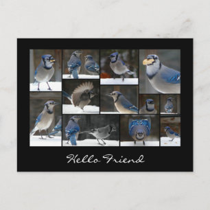 Blue Jay Collage Postcard