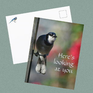Blue Jay Curious Gaze Photographic Postcard
