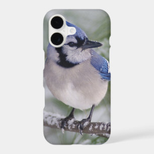 Blue Jay, Cyanocitta cristata