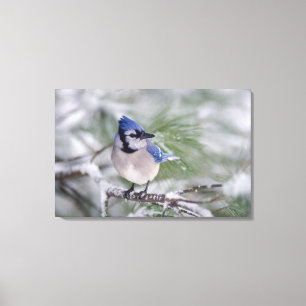 Blue Jay, Cyanocitta cristata Canvas Print
