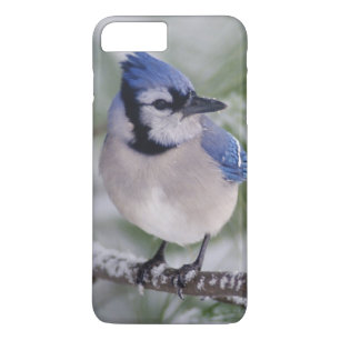 Blue Jay, Cyanocitta cristata Case-Mate iPhone Case