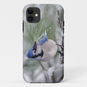 Blue Jay, Cyanocitta cristata Case-Mate iPhone Case