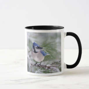 Blue Jay, Cyanocitta cristata Mug