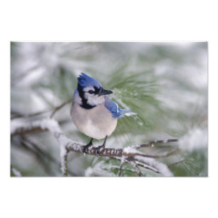 Blue Jay, Cyanocitta cristata Photo Print