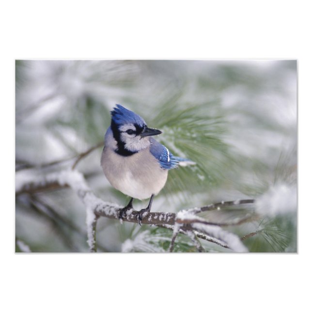 Blue Jay, Cyanocitta cristata Photo Print (Front)