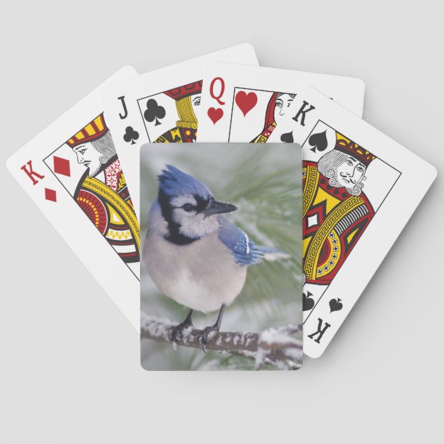 Blue Jay, Cyanocitta cristata Playing Cards (Back)