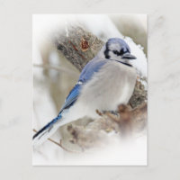 Blue Jay  Cyanocitta cristata