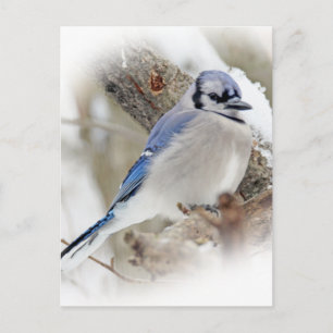 Blue Jay Cyanocitta cristata Postcard