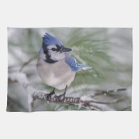 Blue Jay, Cyanocitta cristata