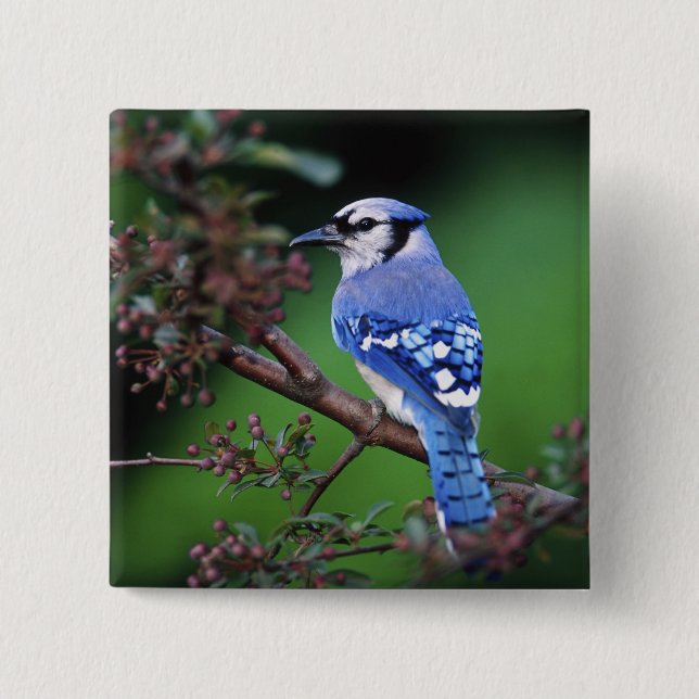 Blue Jay, Cyaoncitta cristata 15 Cm Square Badge (Front)