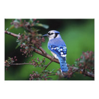 Blue Jay, Cyaoncitta cristata
