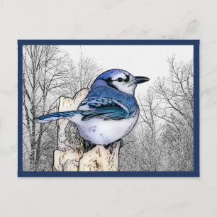 Blue Jay Drawing Postcard