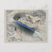 Blue Jay Feather Coordinating Items