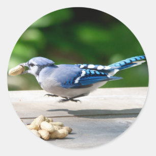Blue Jay getting a peanut Classic Round Sticker