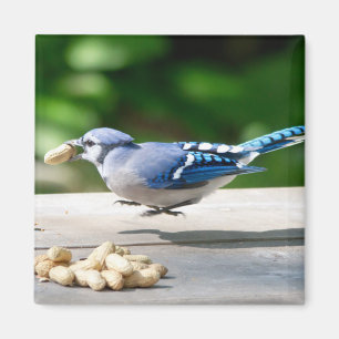 Blue Jay getting a peanut Magnet