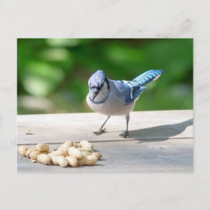 Blue Jay getting a peanut Postcard