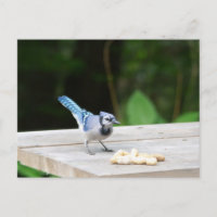 Blue Jay getting a peanut