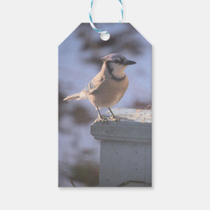 Blue Jay Gift Tags