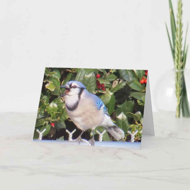 Blue Jay Greeting Card (Front)