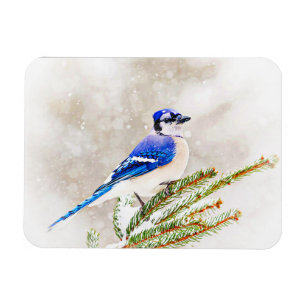 Blue jay in a pine tree with snow magnet