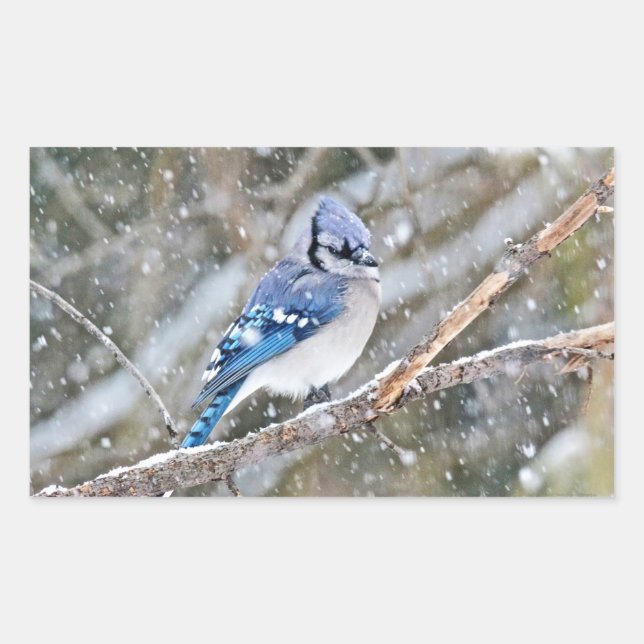 Blue Jay in a Snowstorm Rectangular Sticker (Front)