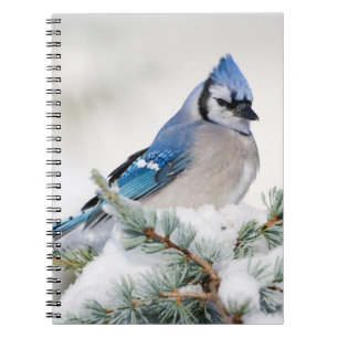 Blue Jay in Blue Atlas Cedar Notebook