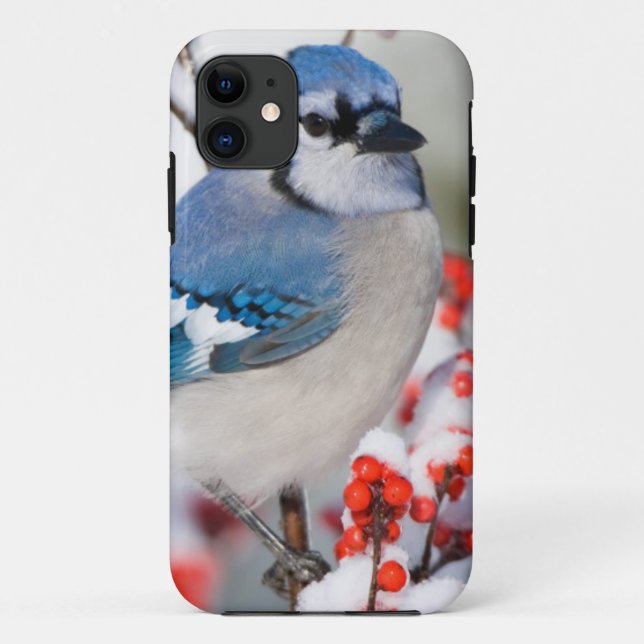 Blue Jay in Common Winterberry Case-Mate iPhone Case (Back)