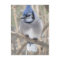 Blue Jay in Elliot Lake Postcard
