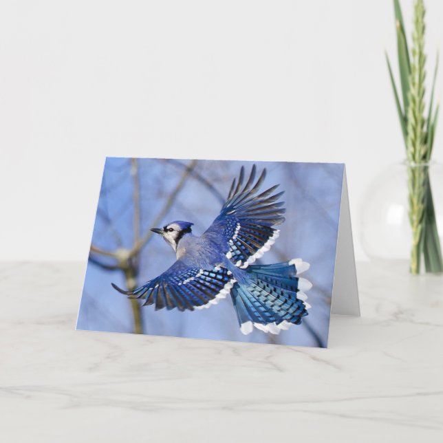 Blue Jay in Flight Greeting Card (Front)