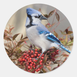 Blue Jay in Nandina Heavenly Bamboo Classic Round Sticker