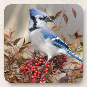 Blue Jay in Nandina Heavenly Bamboo Coaster