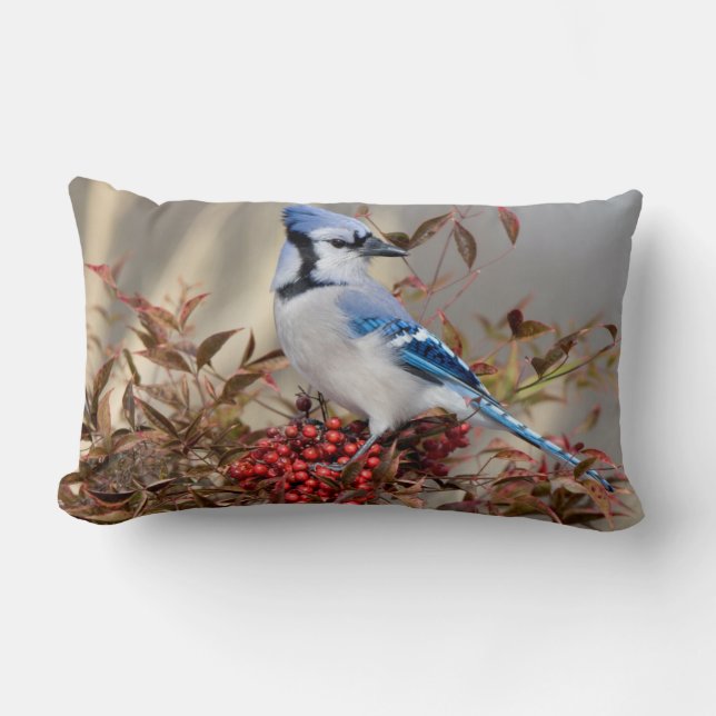 Blue Jay in Nandina Heavenly Bamboo Lumbar Cushion (Front)