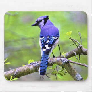 Blue Jay in the Forest by Reay of Light Mouse Pad