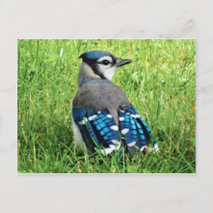 Blue Jay in the Grass Postcard
