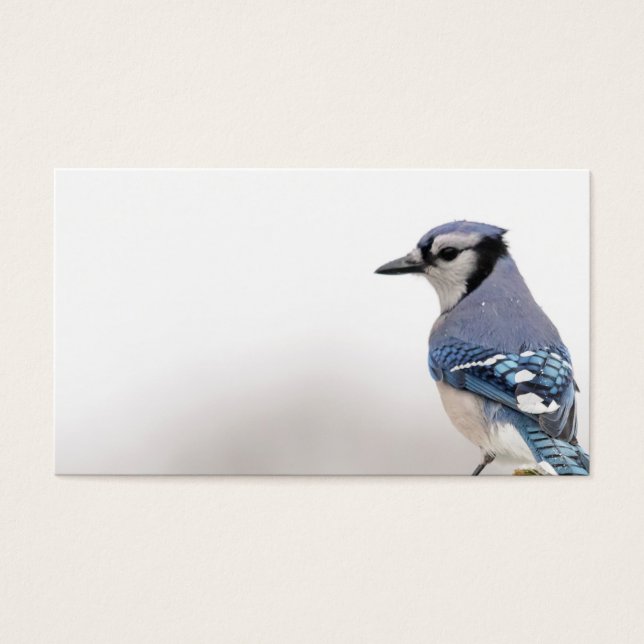 Blue Jay in Winter (Front)