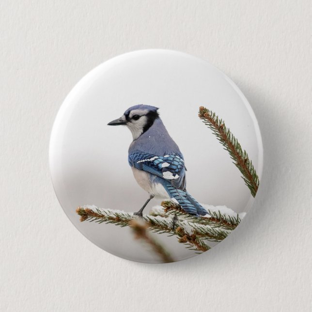 Blue Jay in Winter 6 Cm Round Badge (Front)