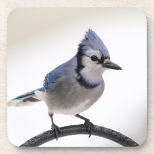 Blue Jay in Winter Coaster