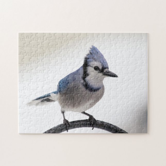 Blue Jay in Winter Jigsaw Puzzle (Horizontal)